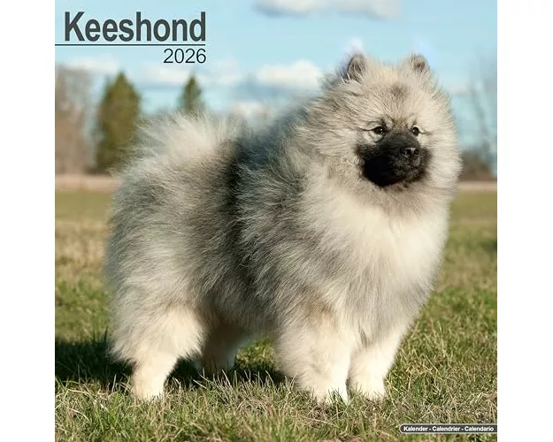 Keeshond Calendar 2026 Square Dog Breed Wall Calendar - 16 Month