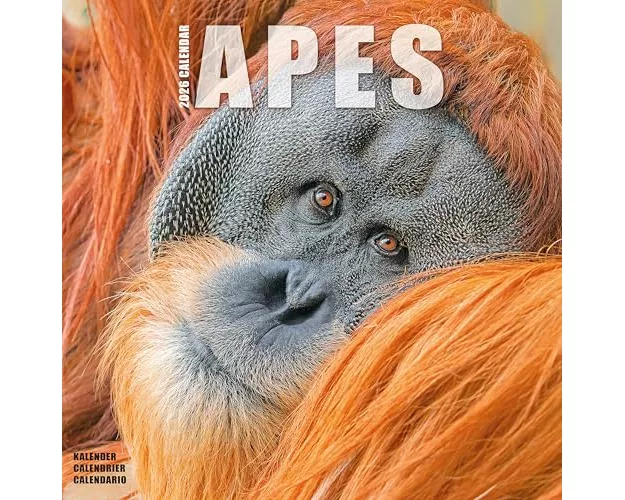 Apes Calendar 2026 Square Animal Wall Calendar - 16 Month