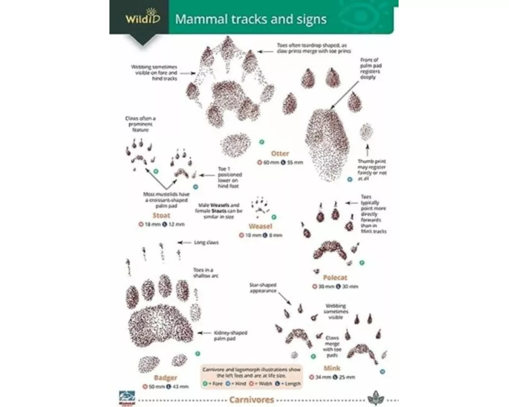 Mammal tracks and signs