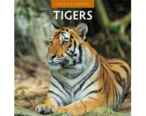 Tigers 2025 Square Wall Calendar