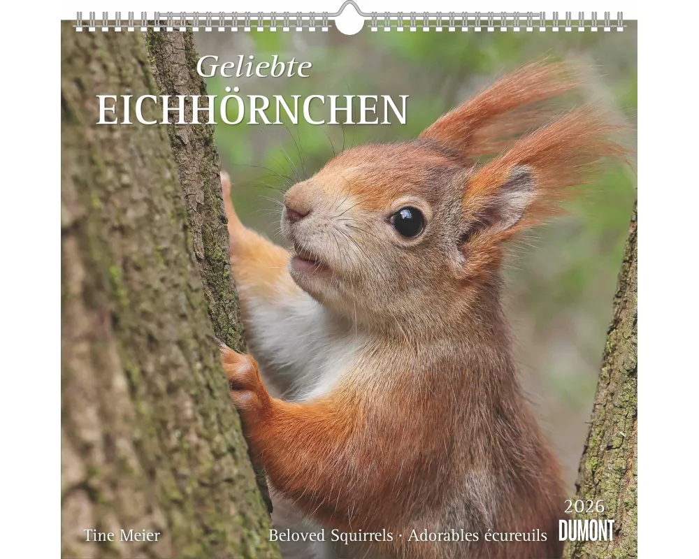 DUMONT - Geliebte Eichhörnchen 2026 – Wandkalender 38×36 cm mit 12 Naturmotiven, Spiralbindung & Feiertagen