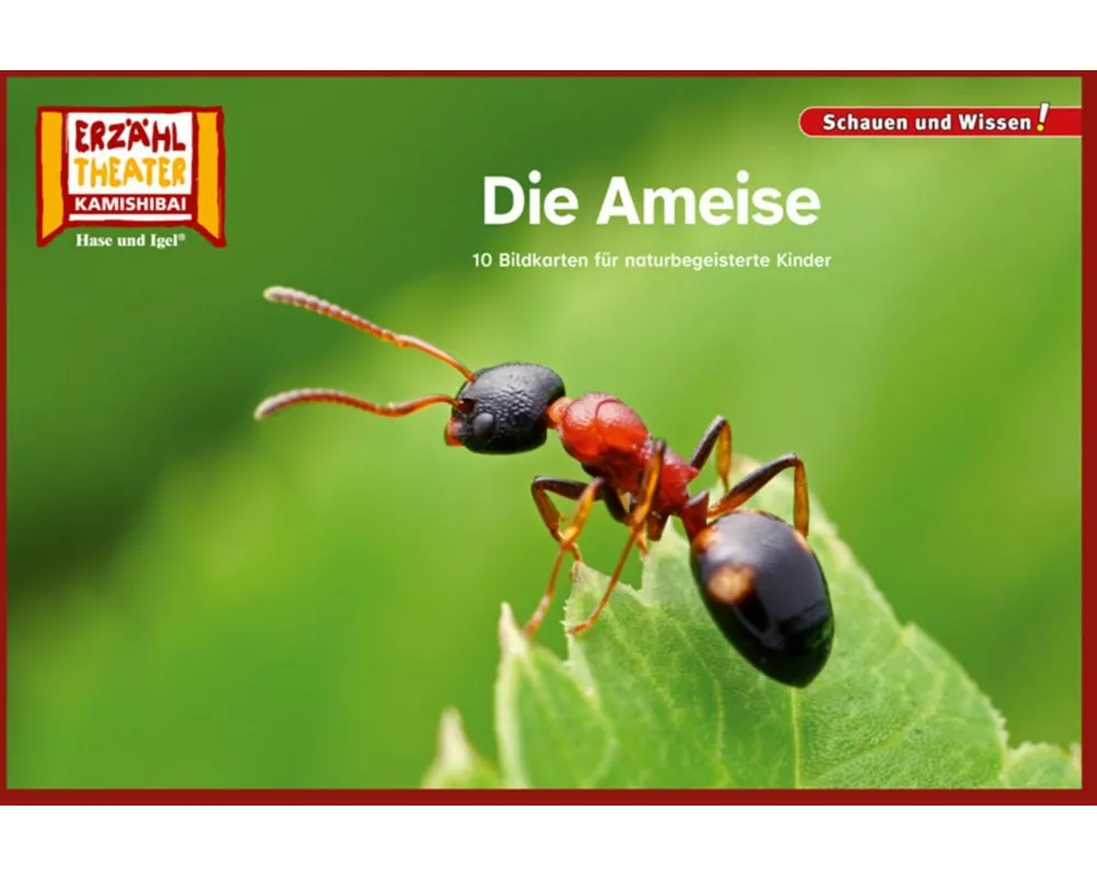 Die Ameise / Kamishibai Bildkarten