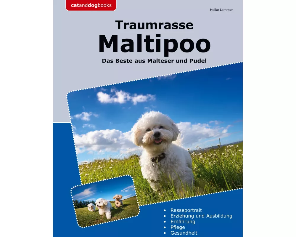 Traumrasse Maltipoo