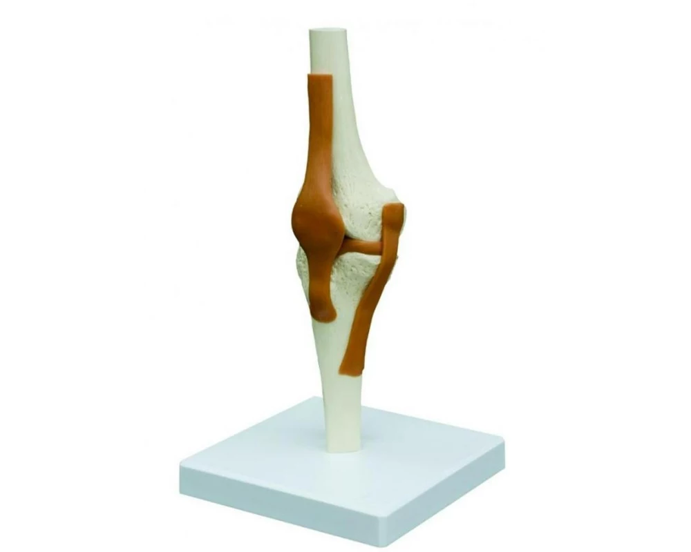 Rüdiger Skelett Kniegelenk