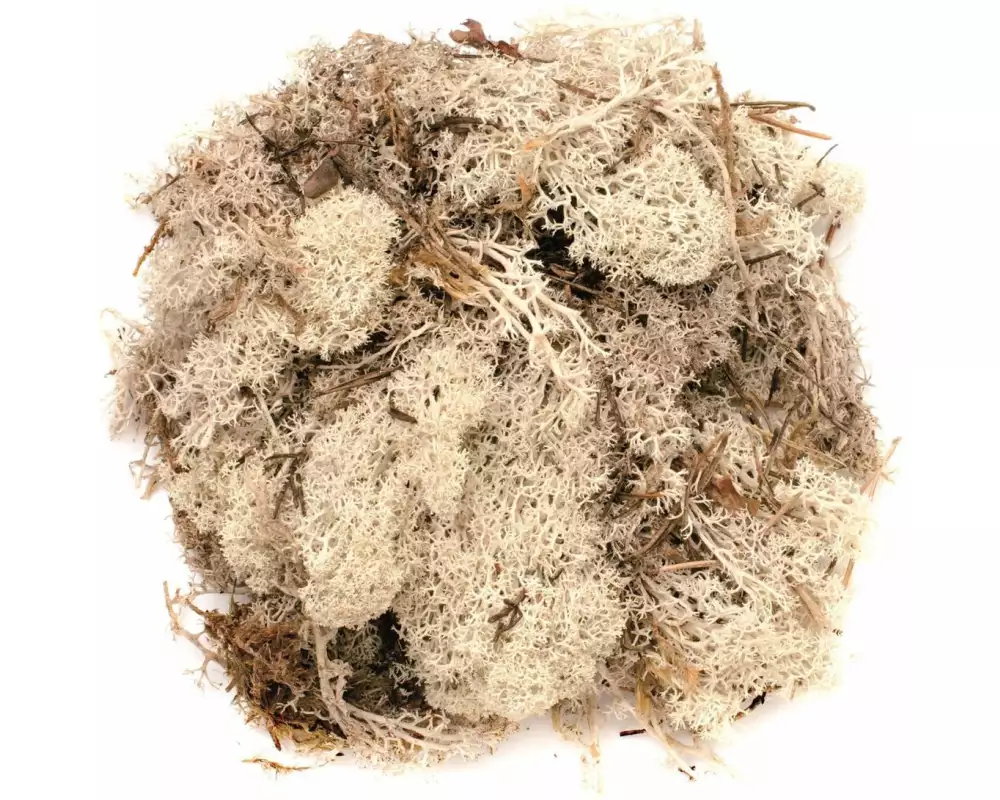 Glorex Moos Island natur