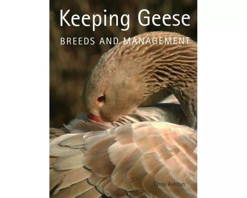 Keeping Geese