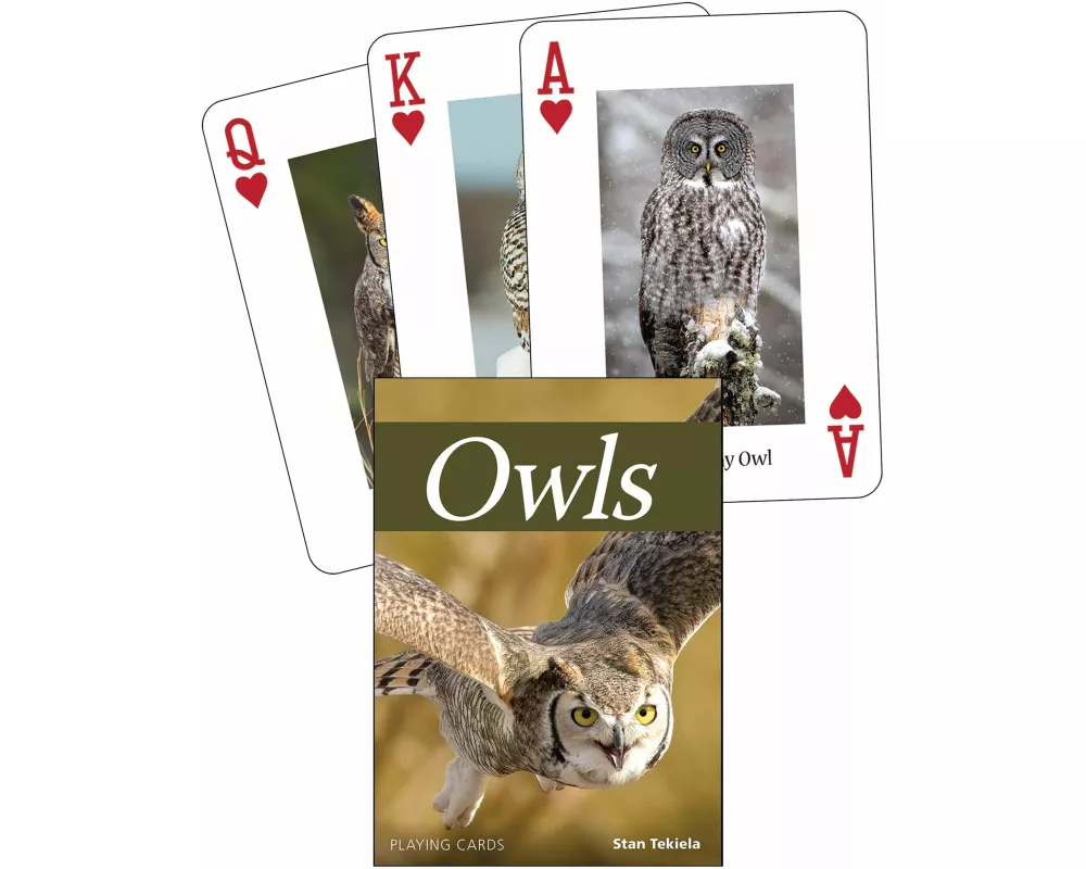 Owls Playing Cards