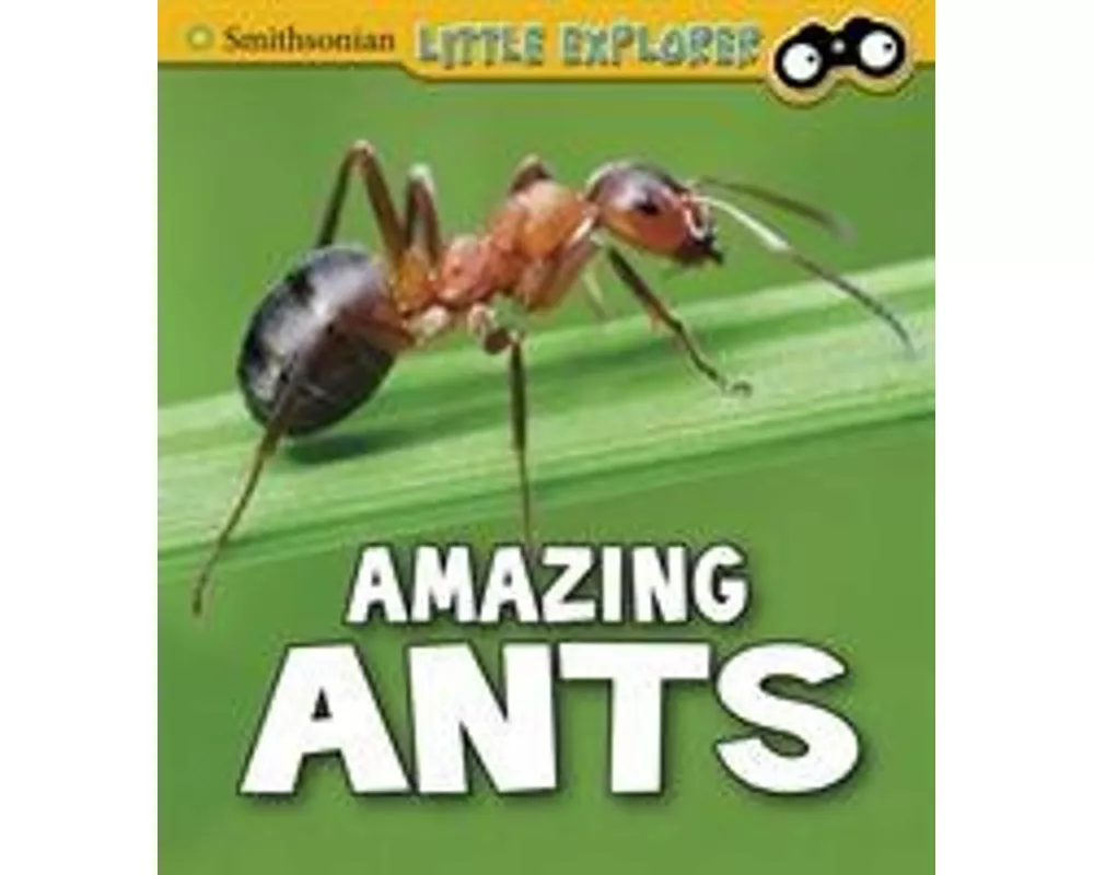 Amazing Ants