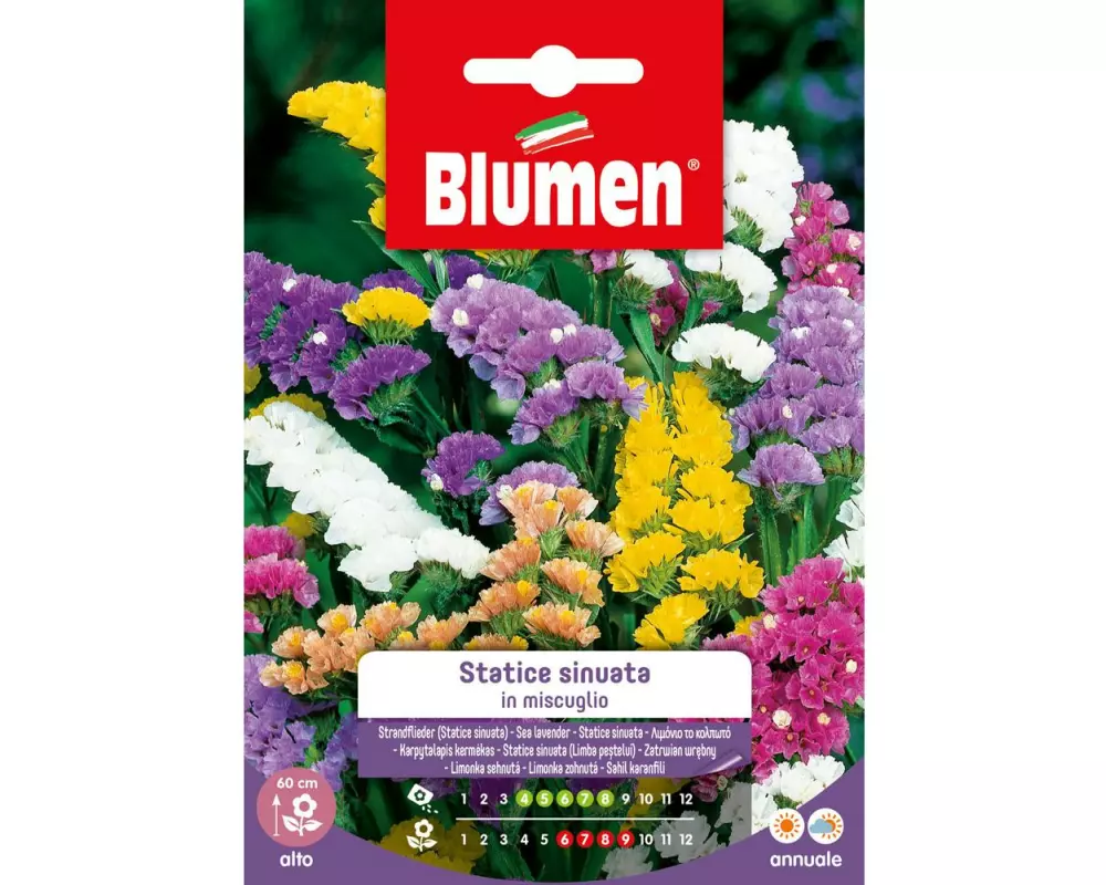 Blumen Saatgut Strandflieder Mix