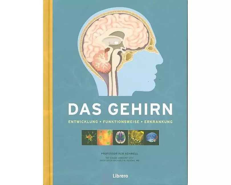 Das Gehirn