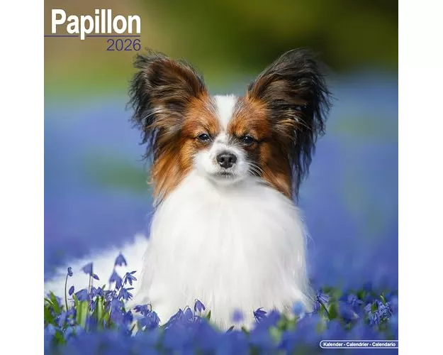 Papillon Calendar 2026 Square Dog Breed Wall Calendar - 16 Month