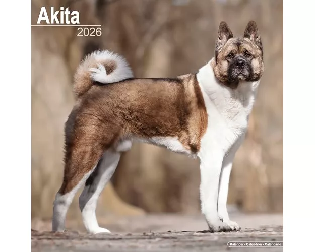Akita Calendar 2026 Square Dog Breed Wall Calendar - 16 Month