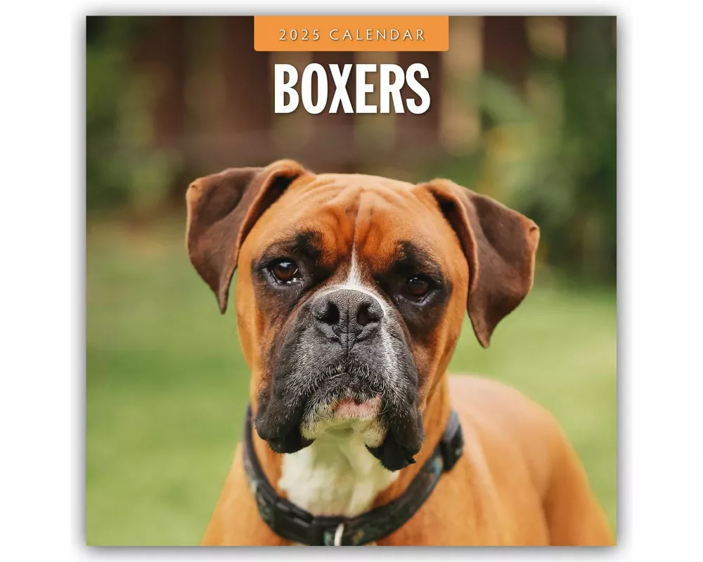 Boxers 2025 Square Wall Calendar