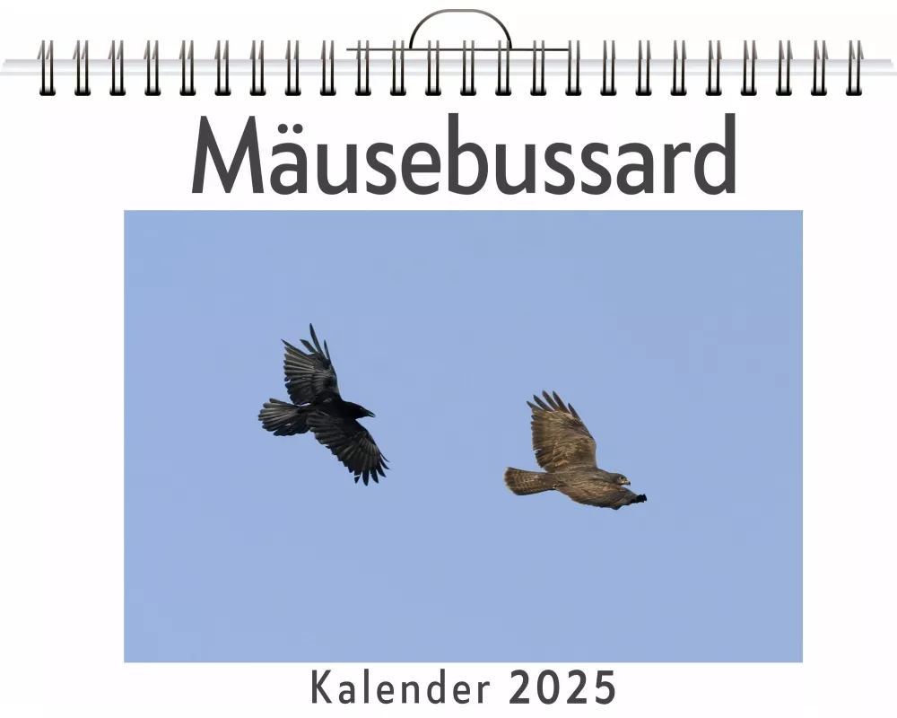 Mäusebussard