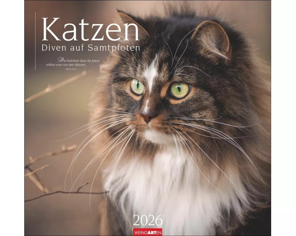 Katzen - Diven auf Samtpfoten Kalender 2026