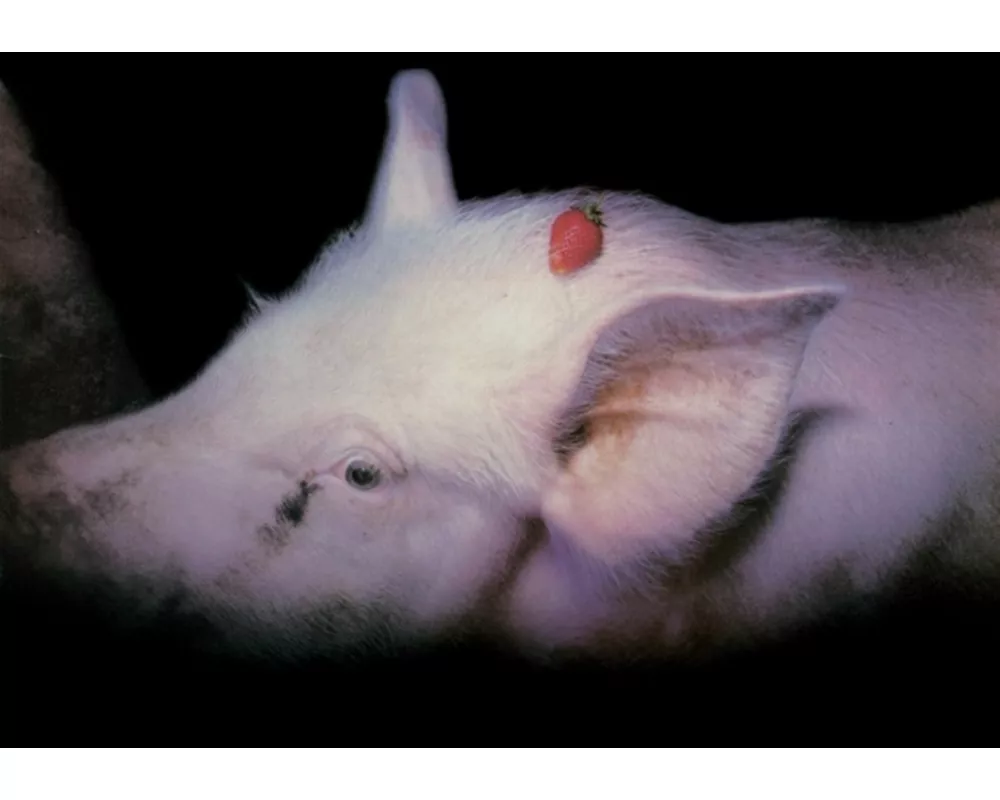 Strawberries (40th Anniversary 2 CD Edition)