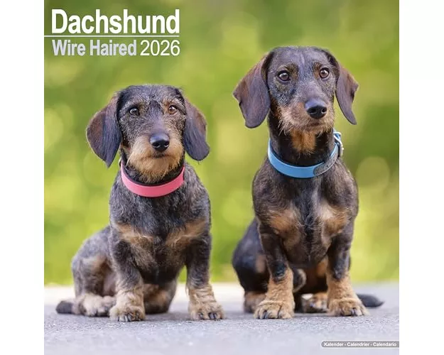 Wirehaired Dachshund Calendar 2026 Square Dog Breed Wall Calendar - 16 Month