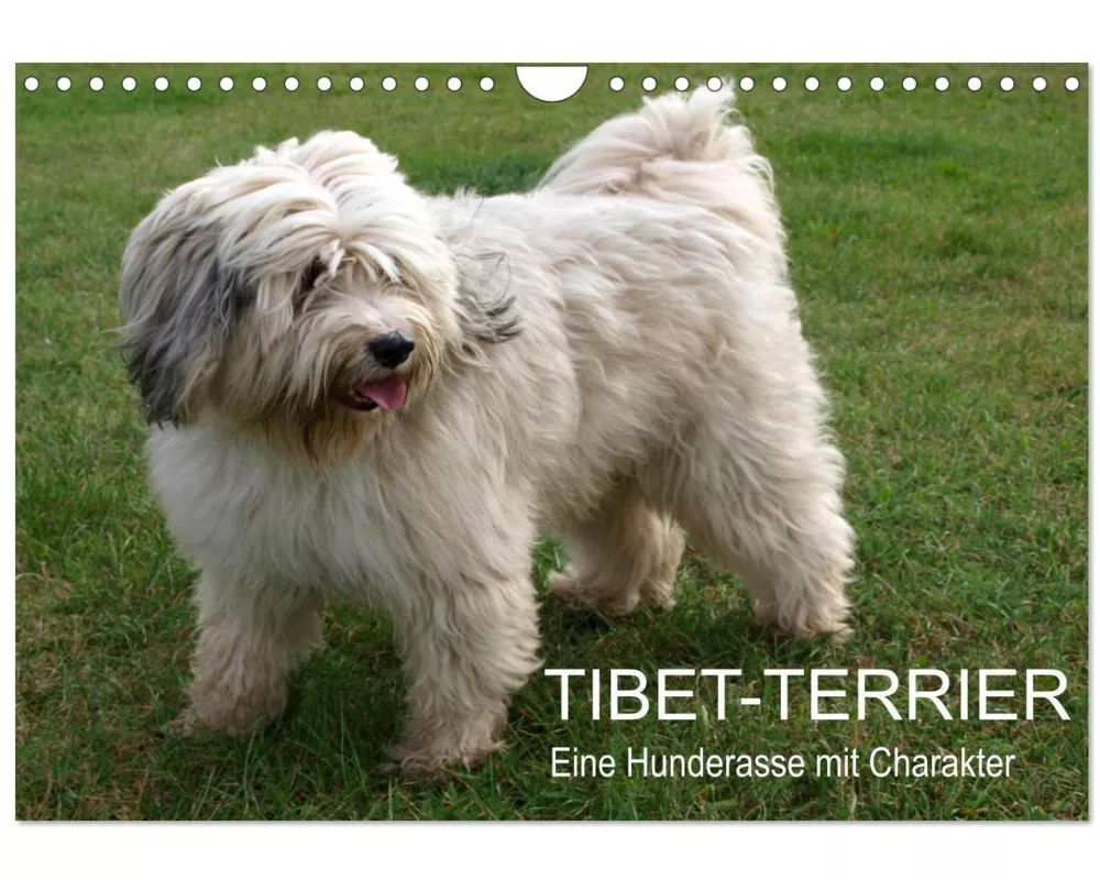 Tibet-Terrier - Eine Hunderasse mit Charakter (Wandkalender 2026 DIN A4 quer), CALVENDO Monatskalender