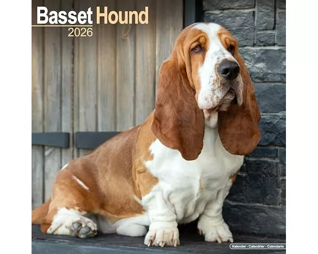 Basset Hound Calendar 2026 Square Dog Breed Wall Calendar - 16 Month