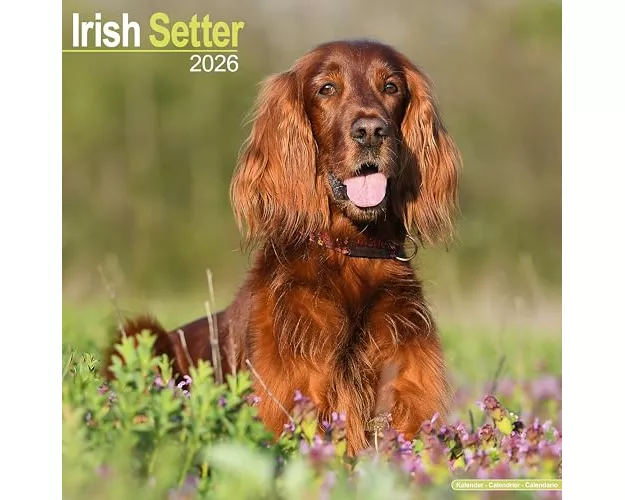 Irish Setter Calendar 2026 Square Dog Breed Wall Calendar - 16 Month
