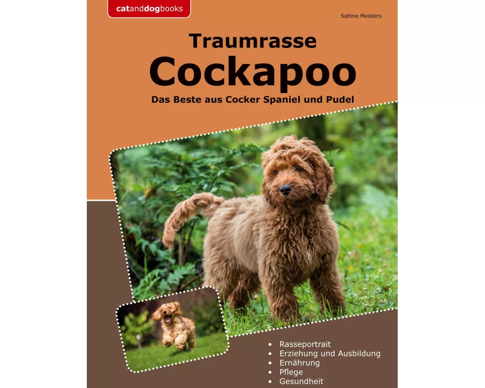Traumrasse Cockapoo