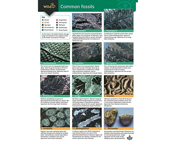 A Guide to Common Fossils