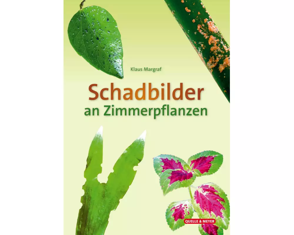 Schadbilder an Zimmerpflanzen