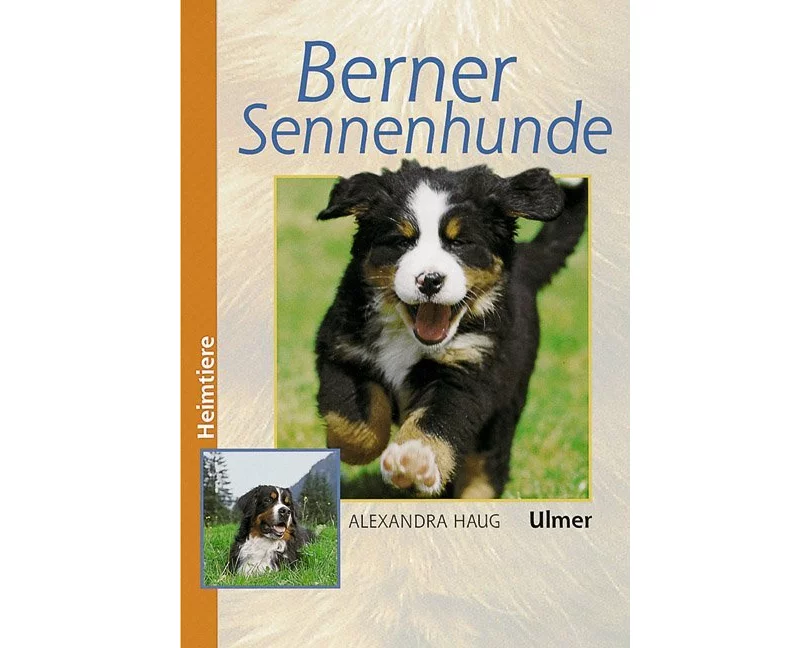 Berner Sennenhunde