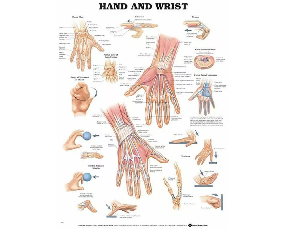 Hand and Wrist Anatomical Chart