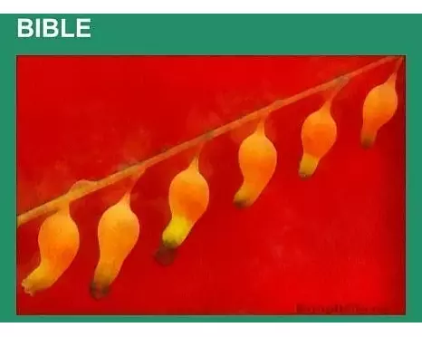 Bible