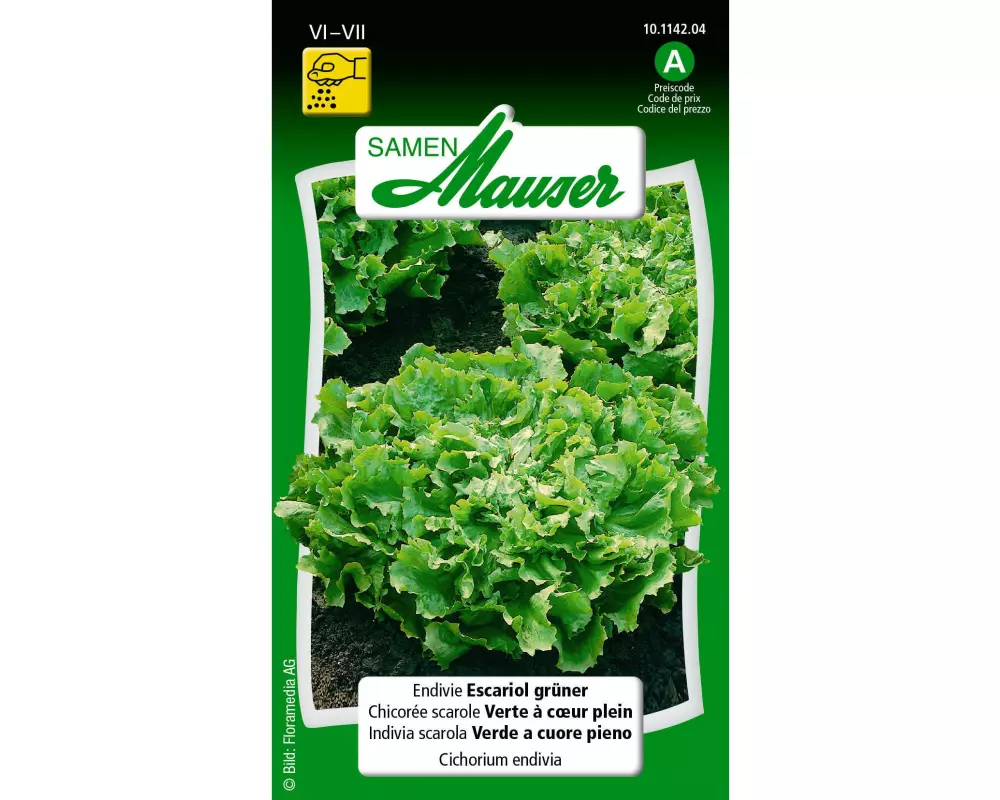 Samen Mauser Samen Endivie Escariol grüner