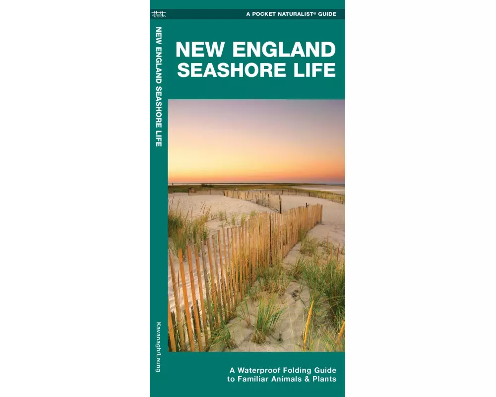 New England Seashore Life