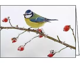 Doppelkarte. Blaumeise im Winter / blanko