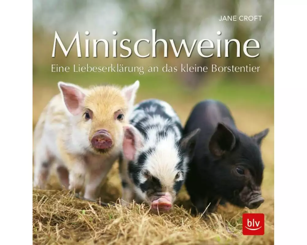 Minischweine
