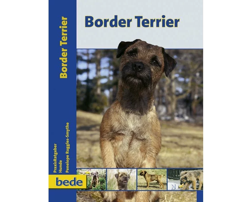 Border Terrier
