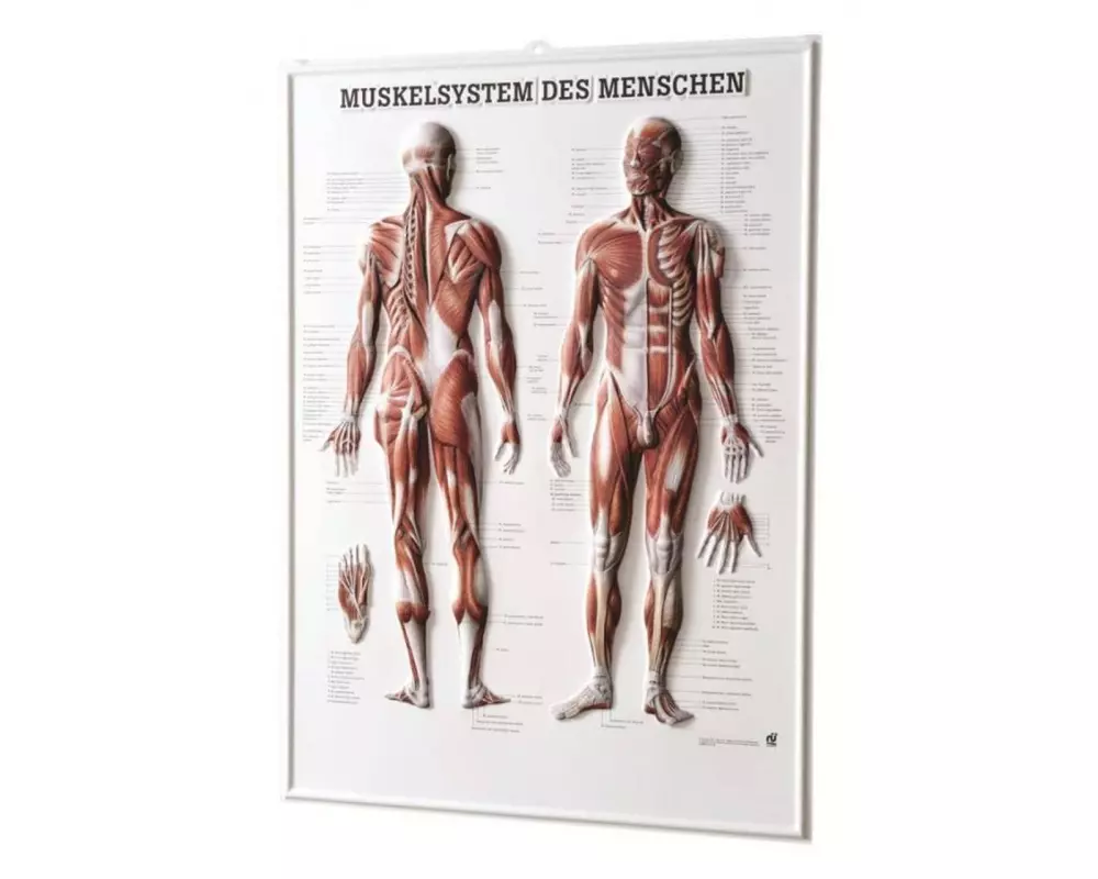 Rüdiger Relief-Tafel - 3D Poster 54 x 74 cm