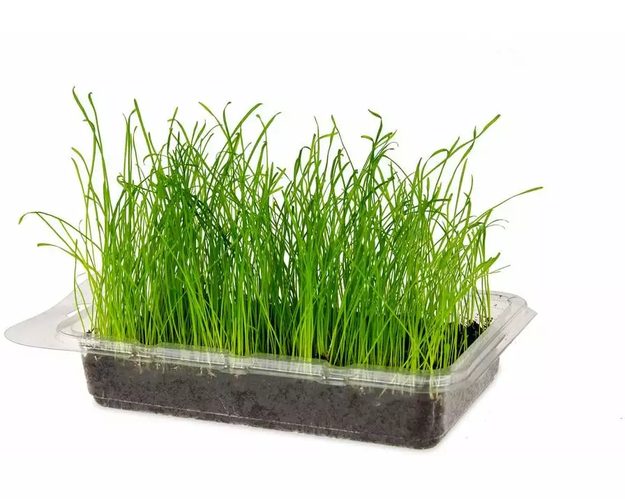 Karlie Nagergras Vital Bio