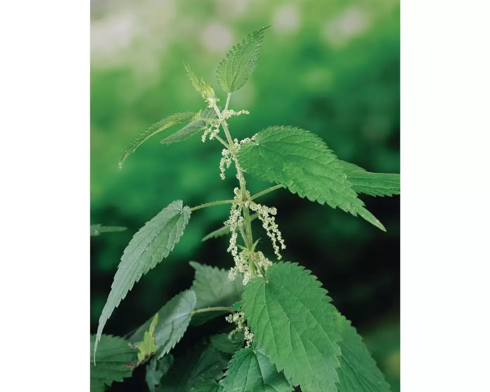 Samen Mauser Samen Brennessel