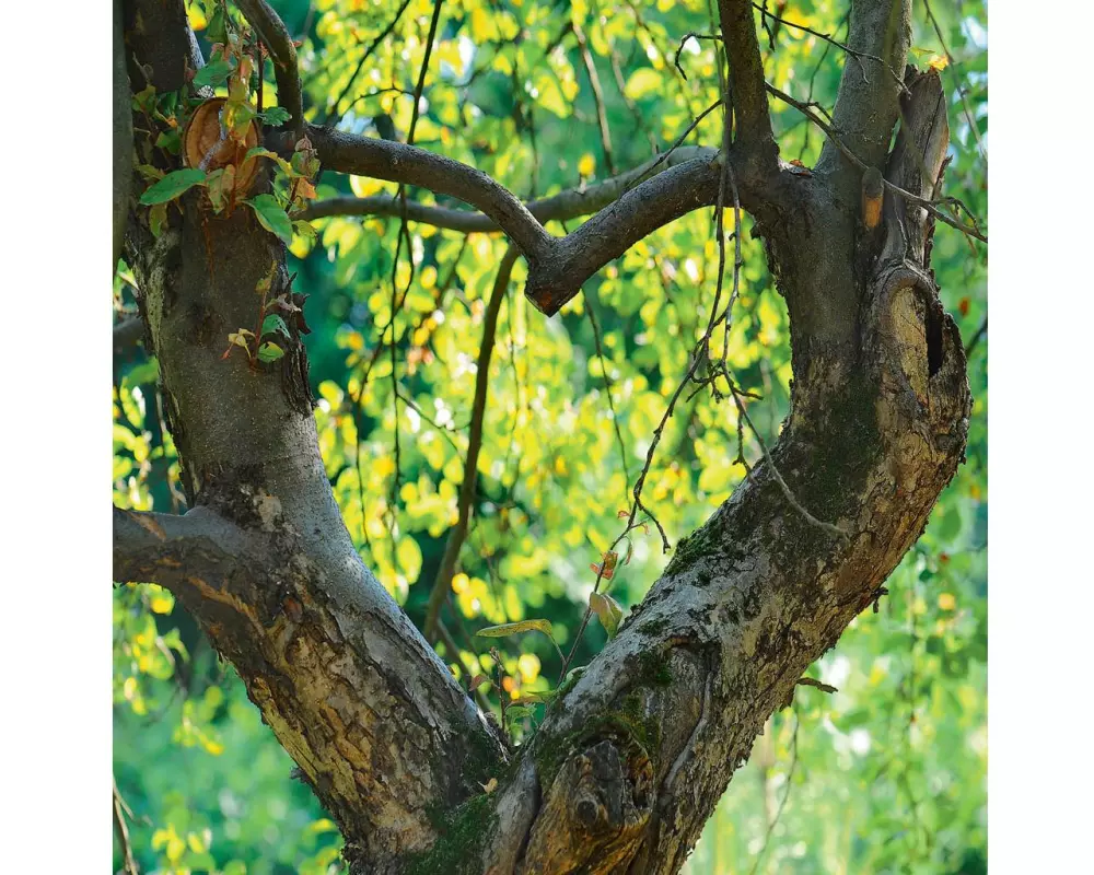 Cart Herzkarte 16 x 16 cm