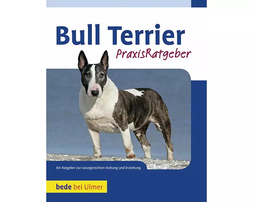 Bull Terrier