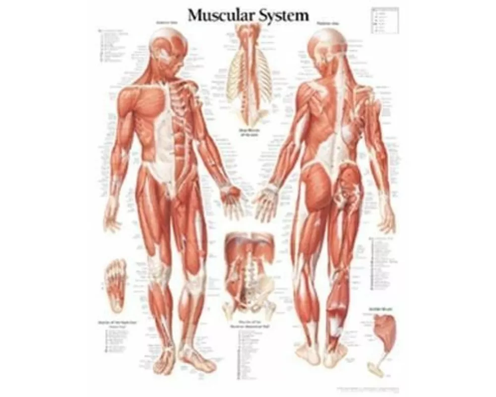 Muscular System with Male Figure Paper Poster