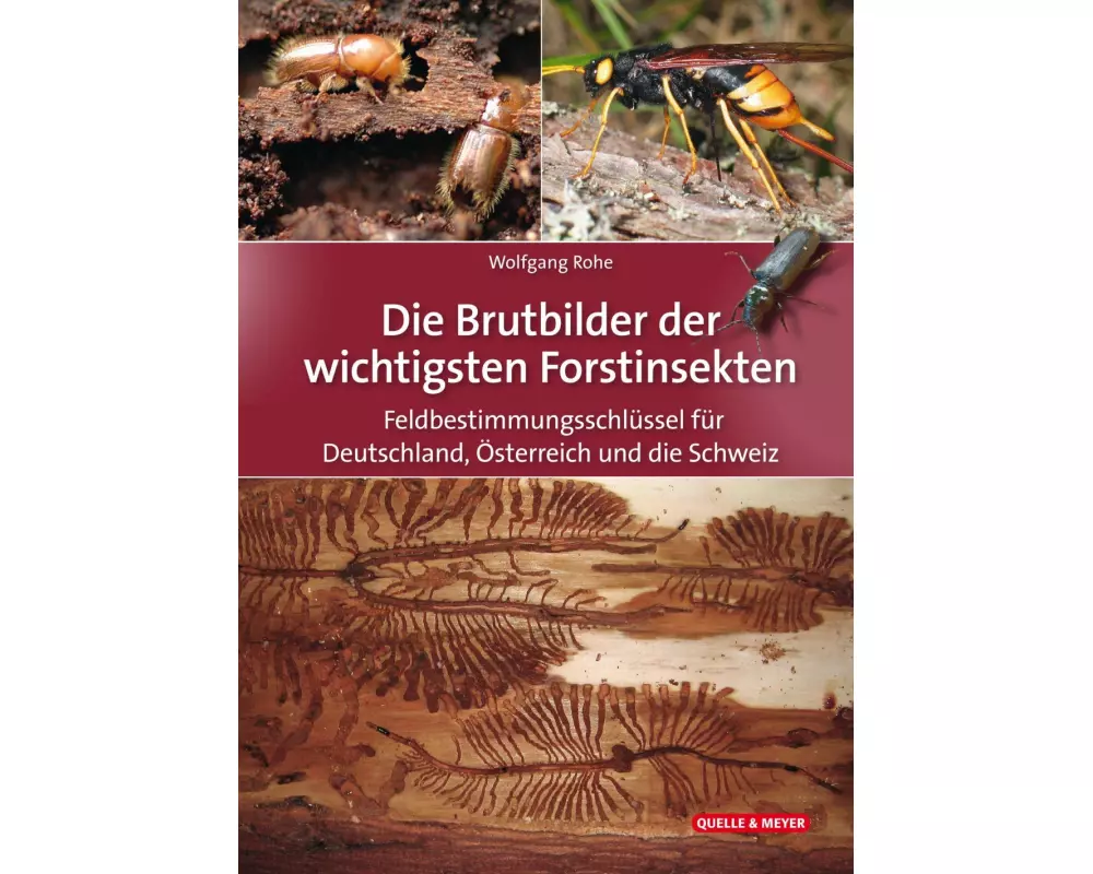Die Brutbilder der wichtigsten Forstinsekten
