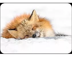 Postkarte. Fuchs im Schnee / blanko