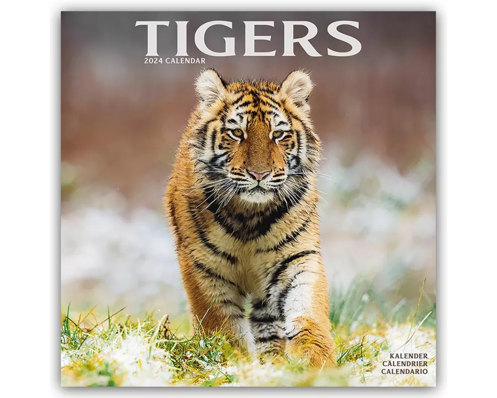 Tigers Calendar 2024 Square Wildlife Safari Big Cats Wall Calendar - 16 Month