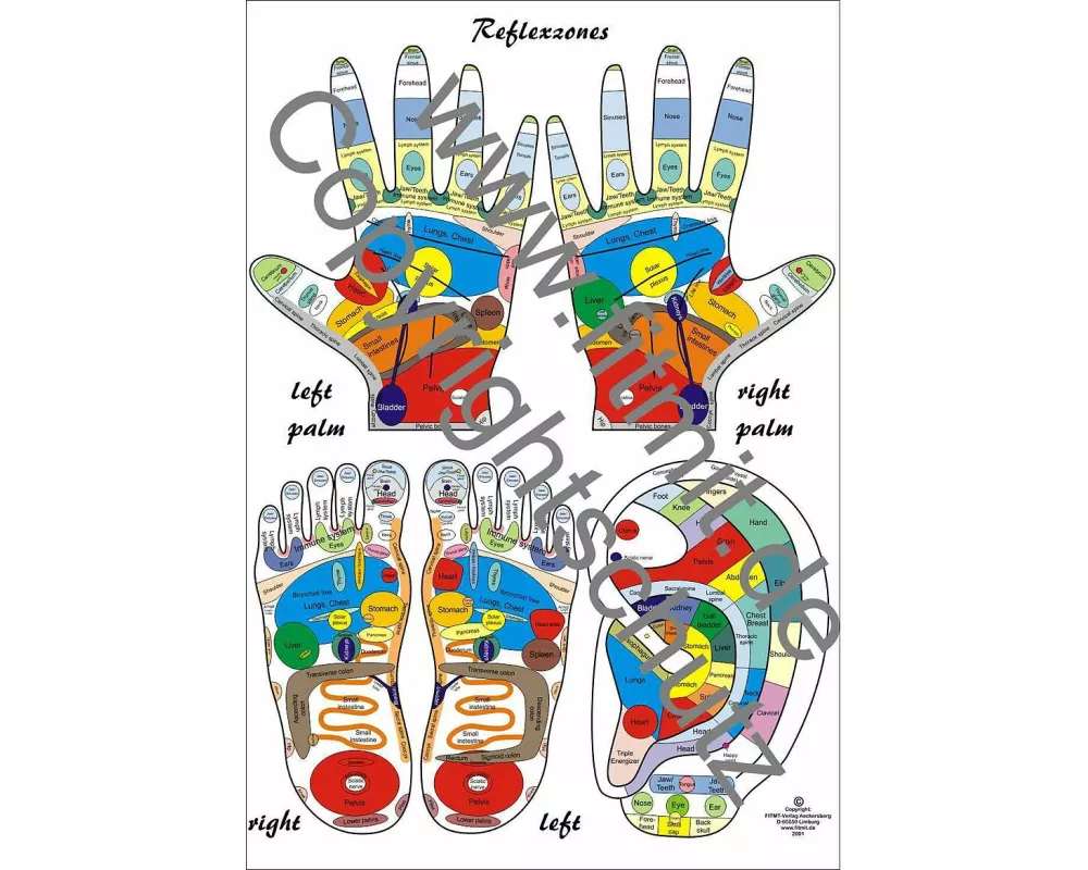 Reflexzones - Reflexology Education Chart