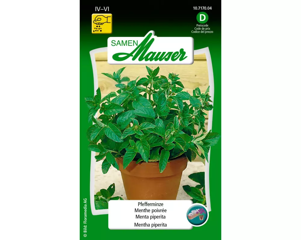 Samen Mauser Samen Pfefferminze