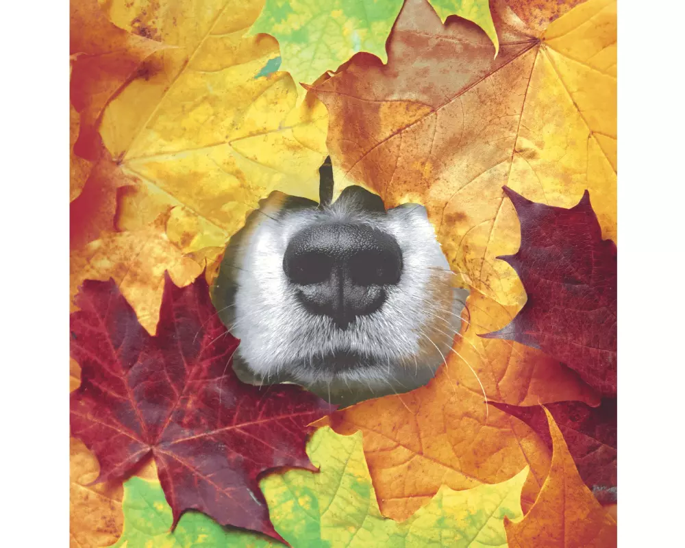 Paper + Design Servietten Hundenase in Herbst 33 cm x 33 cm, 20 Stück