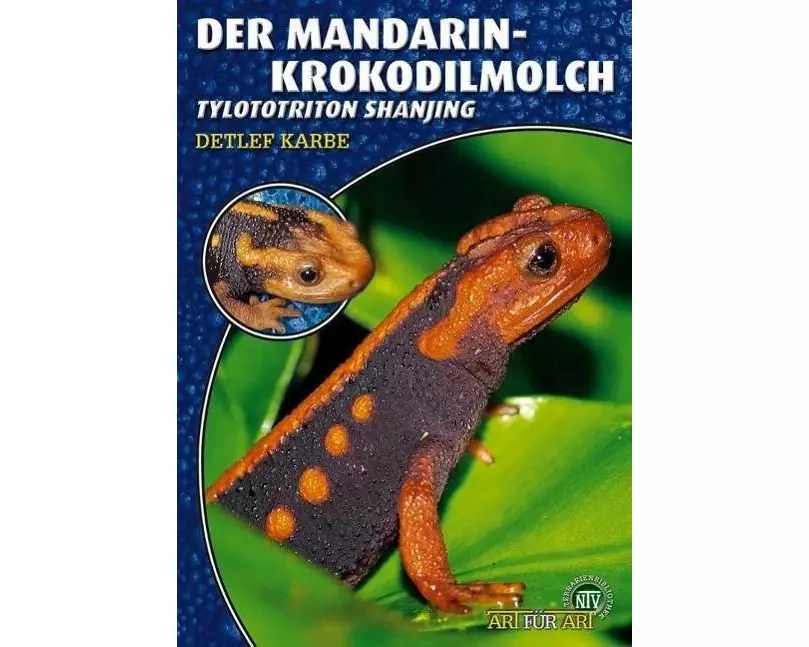 Der Mandarin-Krokodilmolch