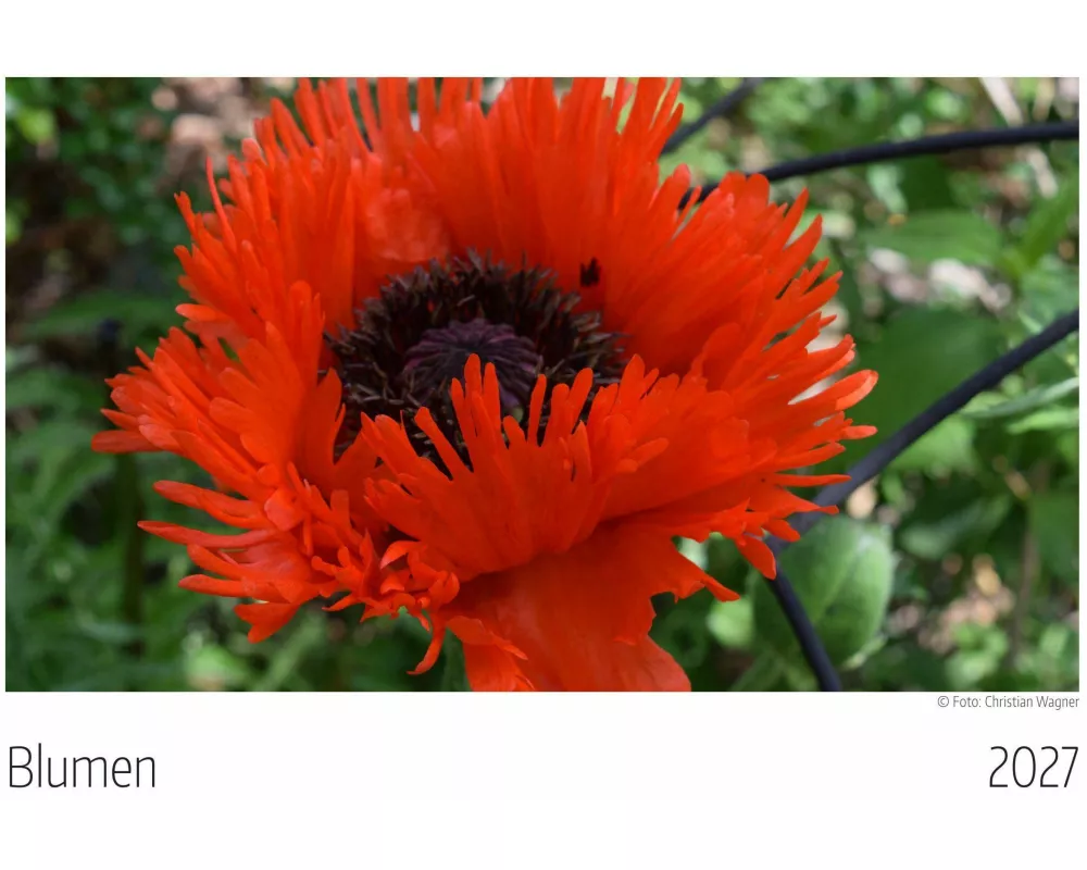 Blumen Kalender 2027