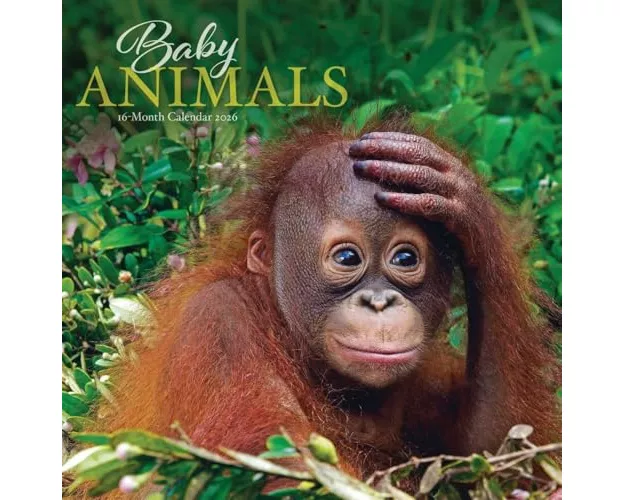 Baby Animals Square Wall Sunday Start Ca